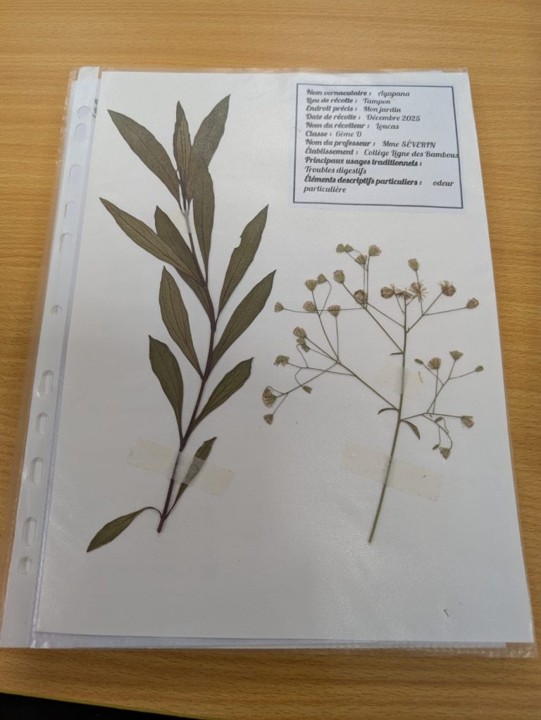 HERBIER COLLEGE LIGNE DES BAMBOUS